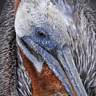 Galapagos - Santa Cruz - Pelican